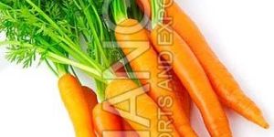 Fresh Carrot
