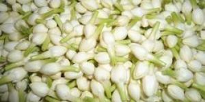 Jasmine Flowers