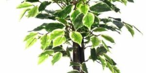 Ficus Plant N.Stick  2'