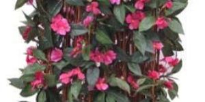 IMPATIENS FLOWER CREEPER IN WOODEN POT EXCLUSIVE DIVAIDER D. PINK 3'