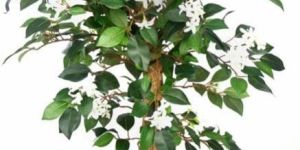 Jasmine Plant N.Coffe wood Stick2'