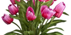 KUSAL- TULIP X 15F ARRANGAMENT WITH POT- PINK