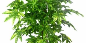 MAPLE PLANT BIG LVS  GREEN-2