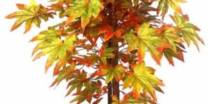 MAPLE PLANT BIG LVS  MULTY-2