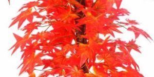 Maple Plant N.Stick  2( Red,)