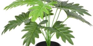 Monstra Philo Mini Plant 15