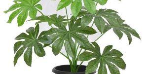 Papiya Mini Plant 15