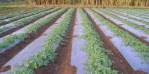 Plastic Mulch Film
