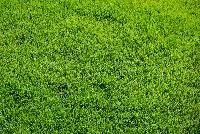 Natural Grass