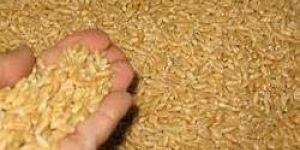 Wheat Seeds