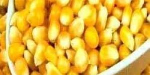 Yellow Maize Seeds