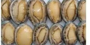 Frozen Abalone Meat
