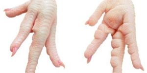 Halal Frozen Chicken Paws for UAE