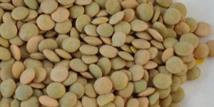 Lentil Beans