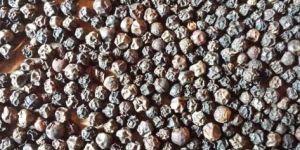 Black Pepper