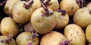 Radical Potato Seeds