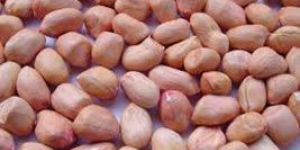 Groundnut Kernels