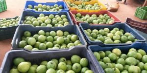 Pink Guava Fruits Suppliers
