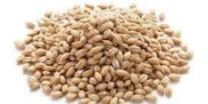Barley Seeds