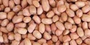 Peanut Kernels