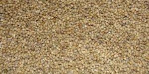 Pearl Millet Seeds