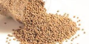 Sorghum Seeds