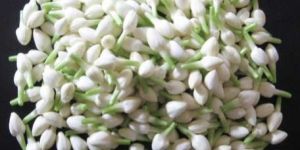 Fresh Jasmine Flowers