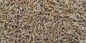 Cumin Seeds