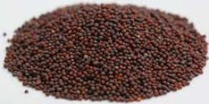 Red Mustard Seeds