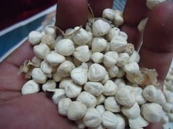 Moringa Seed Kernel