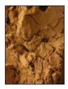 Coleus Forskohlii Extract