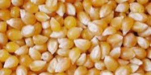 Maize Seeds
