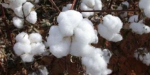 Raw Cotton