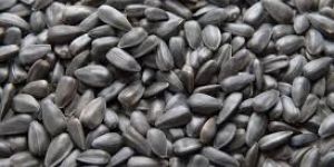Roasted Sunflower Seeds