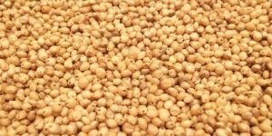Sorghum Seeds