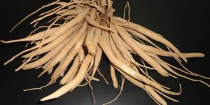 Shatavari Roots
