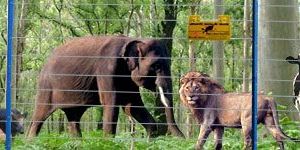 Agriculture Solar Fencing System