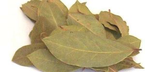 Bay Leaf