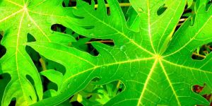 Papaya Leaf