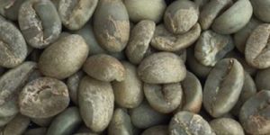 Arabica Plantation a