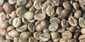 Arabica Plantation AA