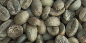 Arabica Plantation AAA