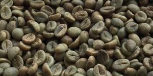 Robusta Plantation a