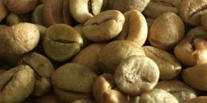 Robusta Plantation AB