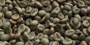 Robusta Plantation PB