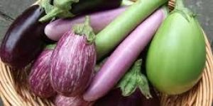 Fresh Brinjal