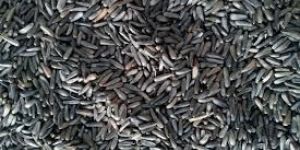 Niger Seeds