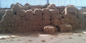 Coir Fibre