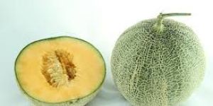 Fresh Muskmelon