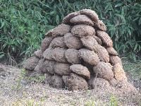 Cow Dung